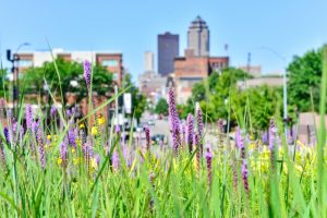 spring-flowers-with-urban-setting-in-the-background